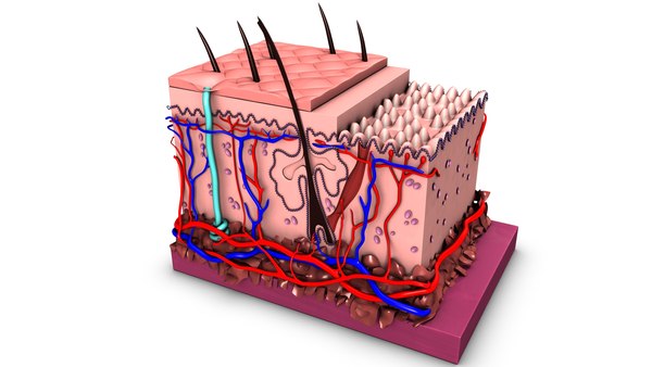 How To Accomplish The Best Collagen Firming Lotion