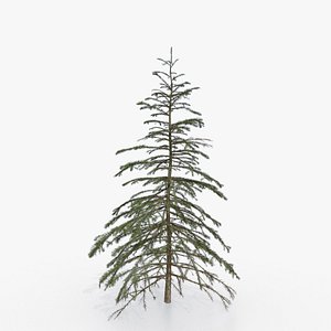 spruce 3m