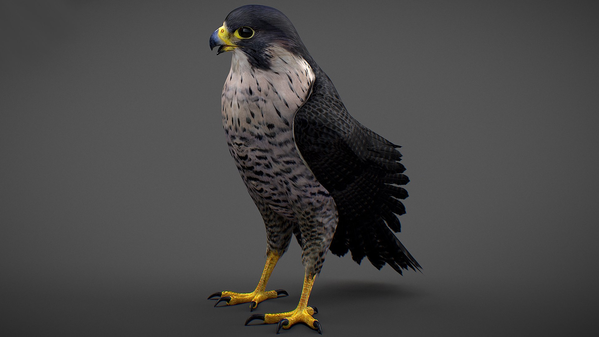 Falcon Animated 3D model https://p.turbosquid.com/ts-thumb/oH/blYS13/53/falcon_12/jpg/1789377759/1920x1080/fit_q87/0b42a6dfc54ca9541b28f4755906307af56f992d/falcon_12.jpg