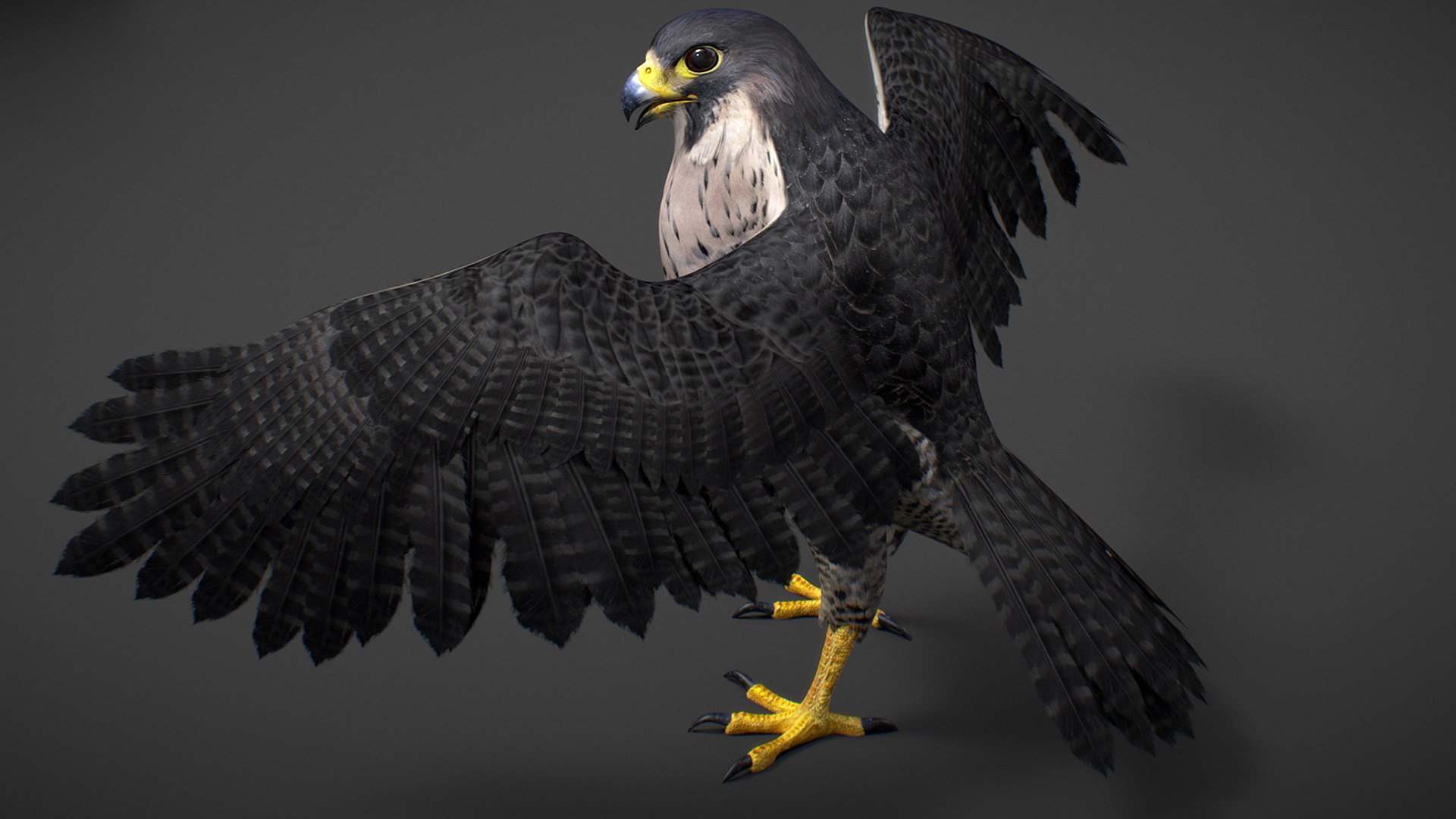 Falcon Animated 3D model https://p.turbosquid.com/ts-thumb/oH/blYS13/5i/falcon_33/jpg/1789377770/1920x1080/fit_q87/9e735621093e312ea63800aa7bfb0f7d9b6183c9/falcon_33.jpg