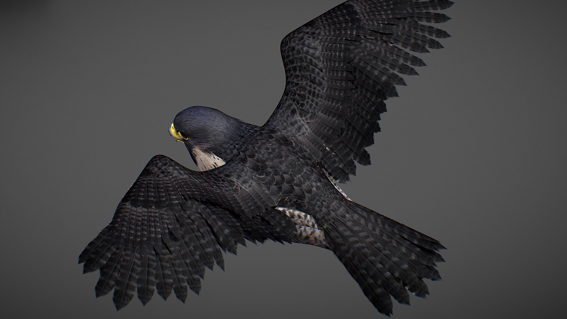 Falcon Animated 3D model https://p.turbosquid.com/ts-thumb/oH/blYS13/9r/falcon_28/jpg/1789377767/1920x1080/fit_q87/e056243c688ff3b21bb5f250c2b8953819e14d91/falcon_28.jpg