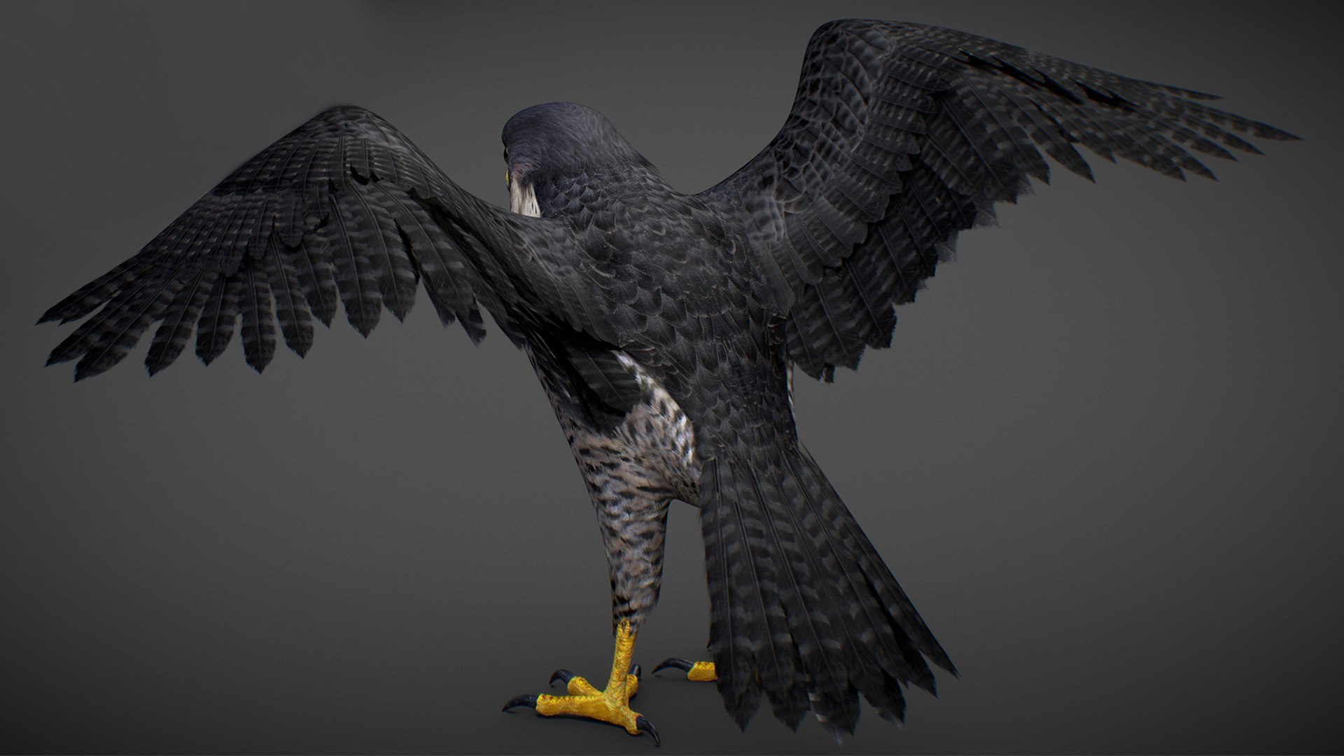 Falcon Animated 3D model https://p.turbosquid.com/ts-thumb/oH/blYS13/Bh/falcon_14/jpg/1789377761/1920x1080/fit_q87/b8e50d4f9da9fa6a1f8901b0026f704adb43600e/falcon_14.jpg