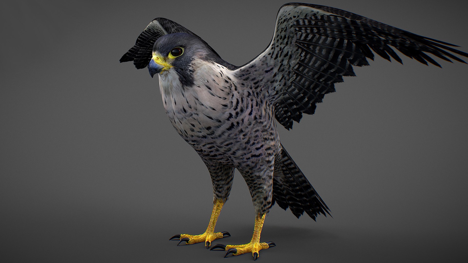 Falcon Animated 3D model https://p.turbosquid.com/ts-thumb/oH/blYS13/Cr/falcon_02/jpg/1789377755/1920x1080/fit_q87/ff9023a3953987de6b05b55d0f6c0957796ffeb6/falcon_02.jpg