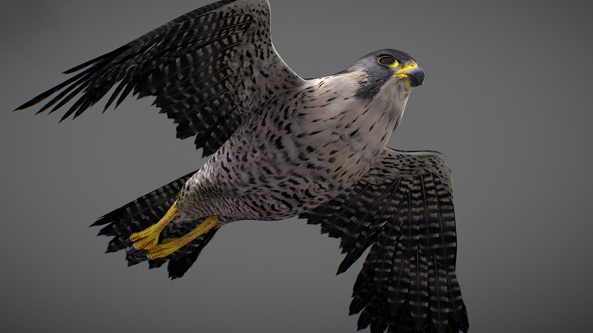 Falcon Animated 3D model https://p.turbosquid.com/ts-thumb/oH/blYS13/F1/falcon_15/jpg/1789377761/1920x1080/fit_q87/5bc06ef02b9a1e0239fbd56b4b80e0608a9d6123/falcon_15.jpg