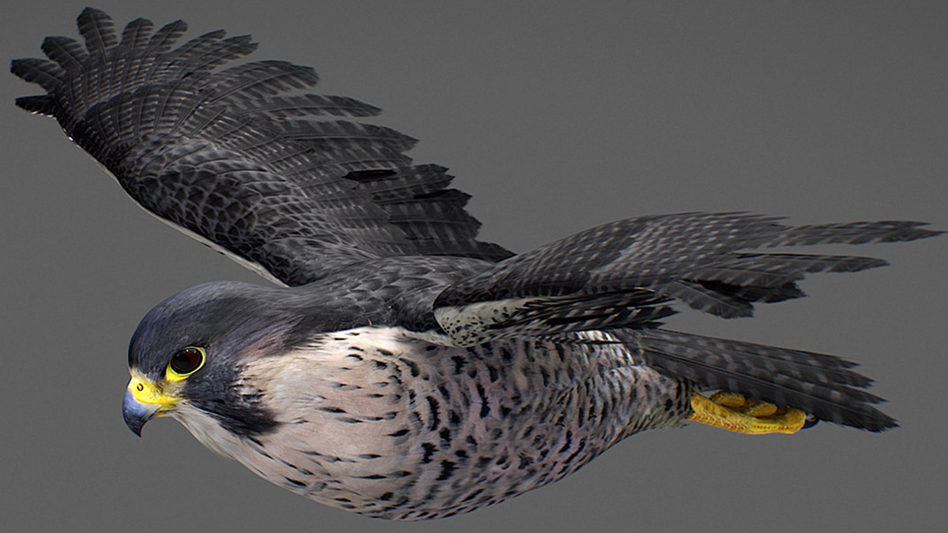 Falcon Animated 3D model https://p.turbosquid.com/ts-thumb/oH/blYS13/Ms/falcon_34/jpg/1789377770/1920x1080/fit_q87/ed697def9c8e1953b4a8b43dfe97e4206b3780a1/falcon_34.jpg