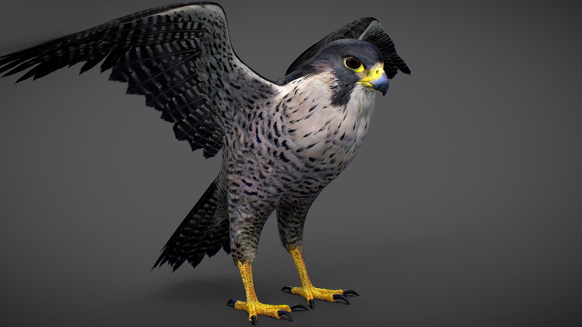 Falcon Animated 3D model https://p.turbosquid.com/ts-thumb/oH/blYS13/bB/falcon_03/jpg/1789377755/1920x1080/fit_q87/7306fbaa0027f0c4cb73cf7524ee25f1338778b8/falcon_03.jpg