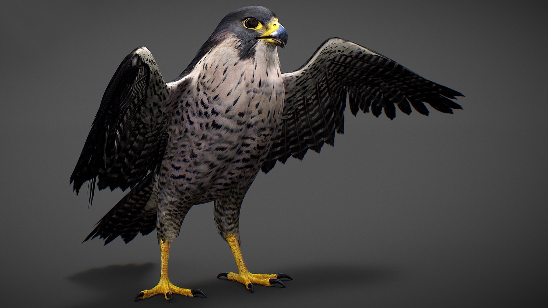 Falcon Animated 3D model https://p.turbosquid.com/ts-thumb/oH/blYS13/fI/falcon_25/jpg/1789377766/1920x1080/fit_q87/2a6d012ec1c921e5912c10e3fd67ae9324f0b816/falcon_25.jpg