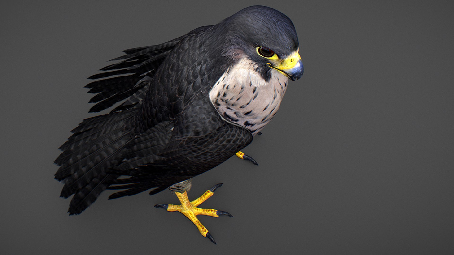 Falcon Animated 3D model https://p.turbosquid.com/ts-thumb/oH/blYS13/hb/falcon_17/jpg/1789377762/1920x1080/fit_q87/fc54881b48a0f684cfc6a677660a656bbb5d11f7/falcon_17.jpg