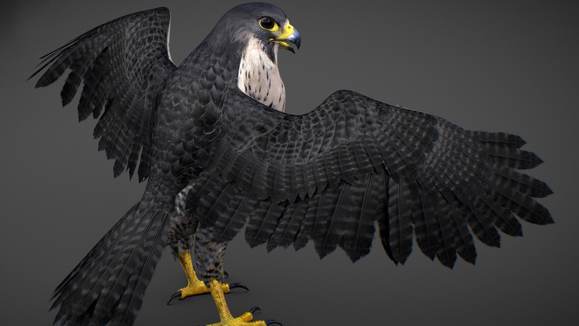 Falcon Animated 3D model https://p.turbosquid.com/ts-thumb/oH/blYS13/mf/falcon_31/jpg/1789377769/1920x1080/fit_q87/7b04dfe5dd5c4b71a70a76704024ecc4228a2dbb/falcon_31.jpg
