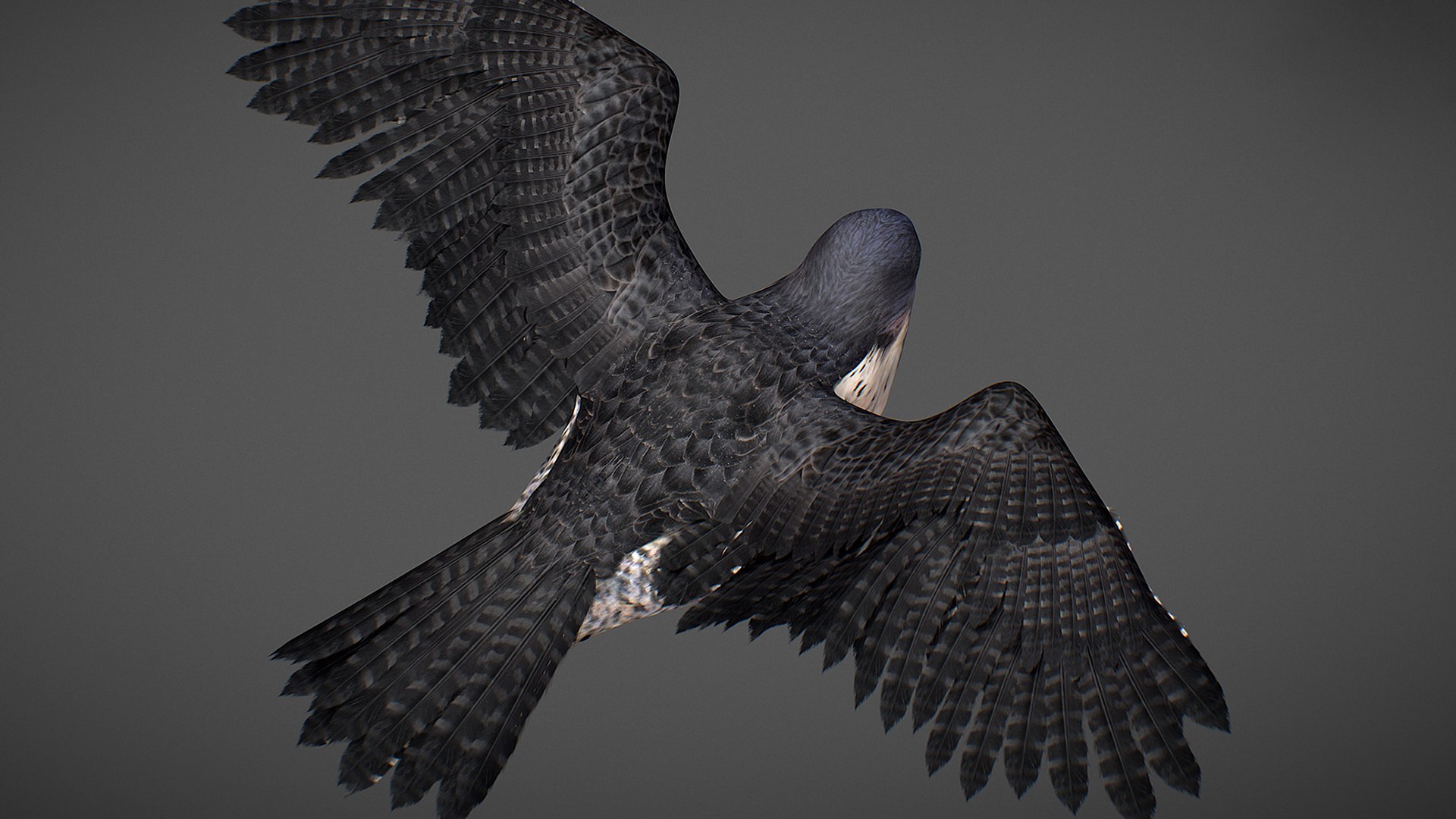 Falcon Animated 3D model https://p.turbosquid.com/ts-thumb/oH/blYS13/pa/falcon_26/jpg/1789377766/1920x1080/fit_q87/ce28a07f02f13529e8017adc19e0b3b14d8dcacf/falcon_26.jpg