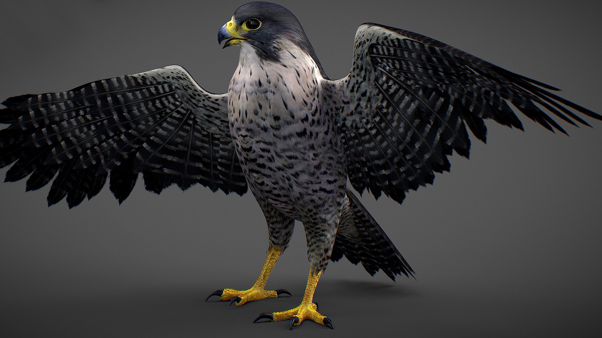 Falcon Animated 3D model https://p.turbosquid.com/ts-thumb/oH/blYS13/tb/falcon_18/jpg/1789377762/1920x1080/fit_q87/96419a72bee28cf7f73034c067386a19bcc40a8a/falcon_18.jpg