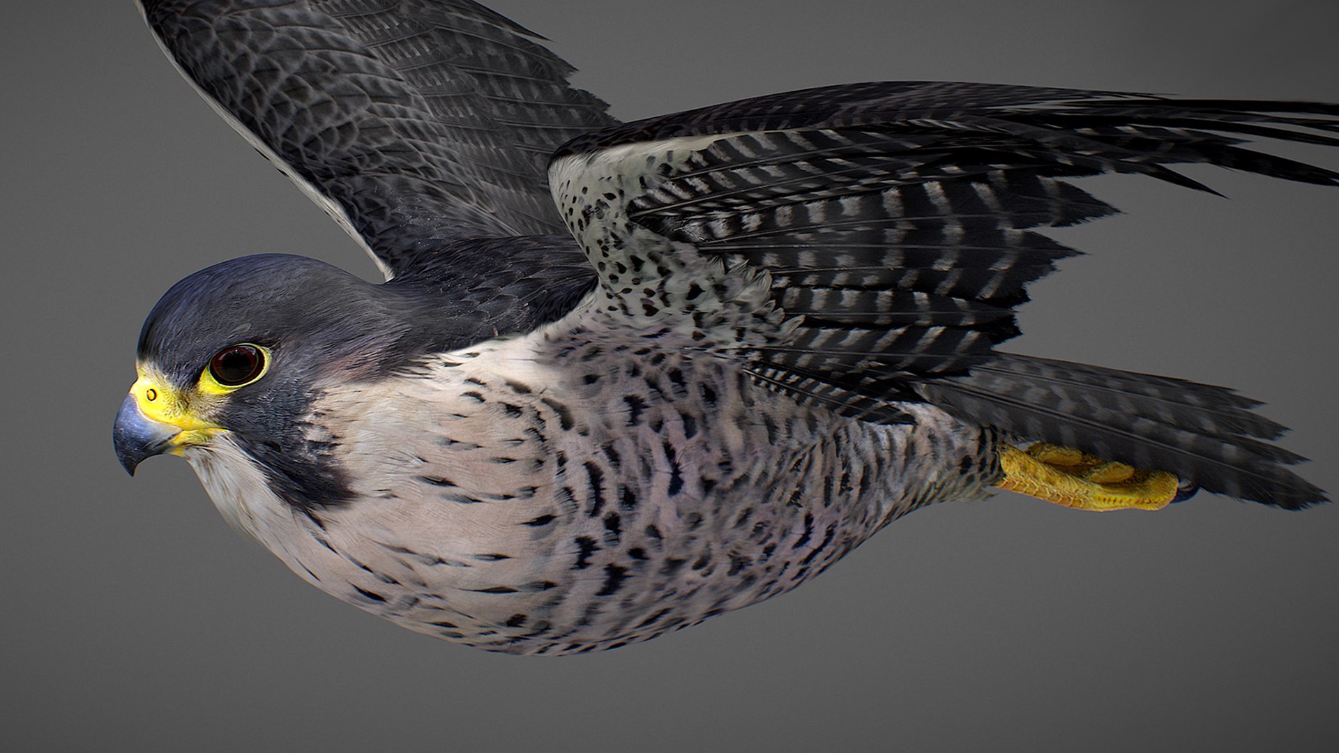 Falcon Animated 3D model https://p.turbosquid.com/ts-thumb/oH/blYS13/x5/falcon_16/jpg/1789377762/1920x1080/fit_q87/579717ccb86e0b71ad0efc2dcd9adb55766d5233/falcon_16.jpg