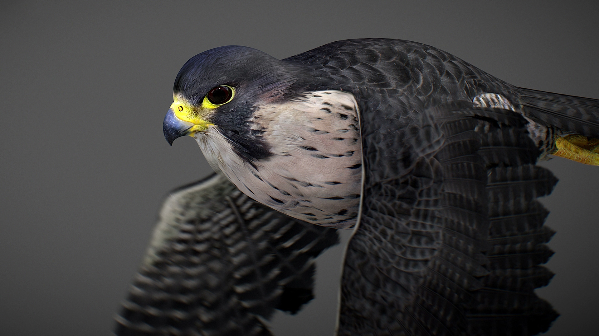 Falcon Animated 3D model https://p.turbosquid.com/ts-thumb/oH/blYS13/yc/capture/jpg/1789377956/1920x1080/turn_fit_q99/6dc8513d5712f57ff75b0977e1b7f58edb4b3530/capture-1.jpg