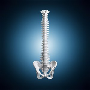 Spinal Column1306 3D Print Model 3D model