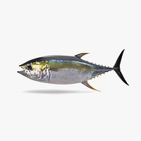 Yellowfin Tuna