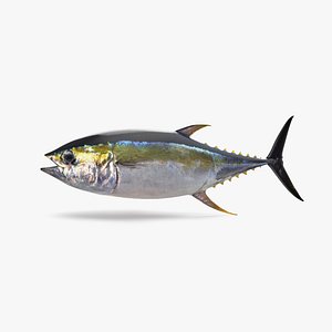 Yellowfin Tuna