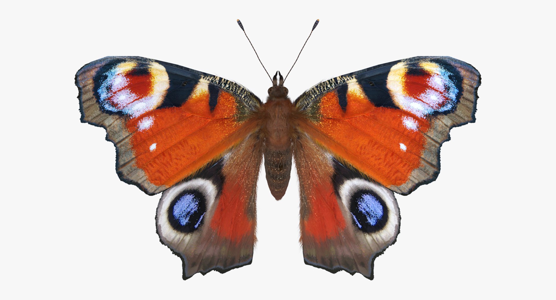 Aglais io Butterfly with Fur Rigged 3D model preview
