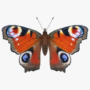 Aglais io Butterfly with Fur Rigged