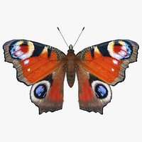 Aglais io Butterfly with Fur Rigged
