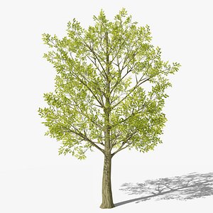 Stylized Cartoon Beech Tree