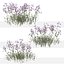Set of Verbena bonariensis or Purpletop vervain Plant 3D model