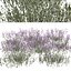 Set of Verbena bonariensis or Purpletop vervain Plant 3D model