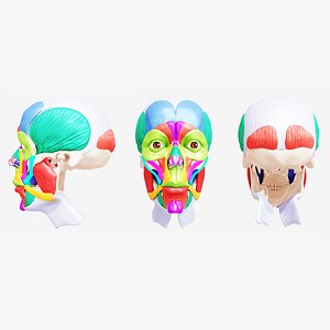 3D Human Face Muscles model