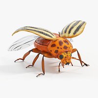 Potato Beetle Static