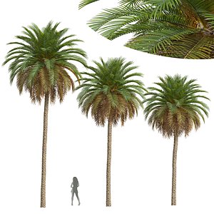 3D New Plant High detail Phoenix Canariensis model