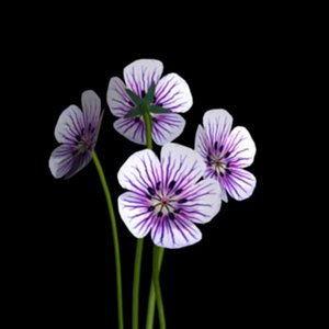 3d geranium bloom flowers purple