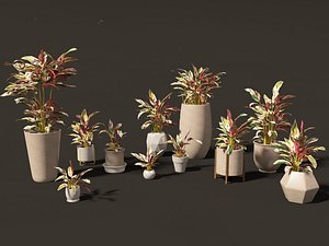 Calathea stromanthe Triostar - tricolor prayer plant 3D