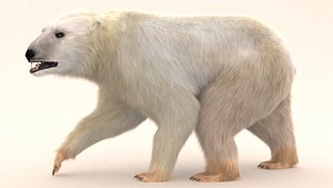 rigged polar bear 3d model