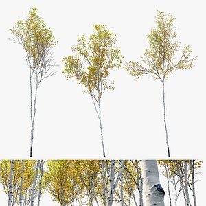 3D model Aspen trees set 03