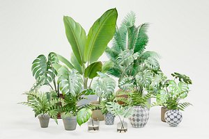 3D Houseplant Pack M03 model