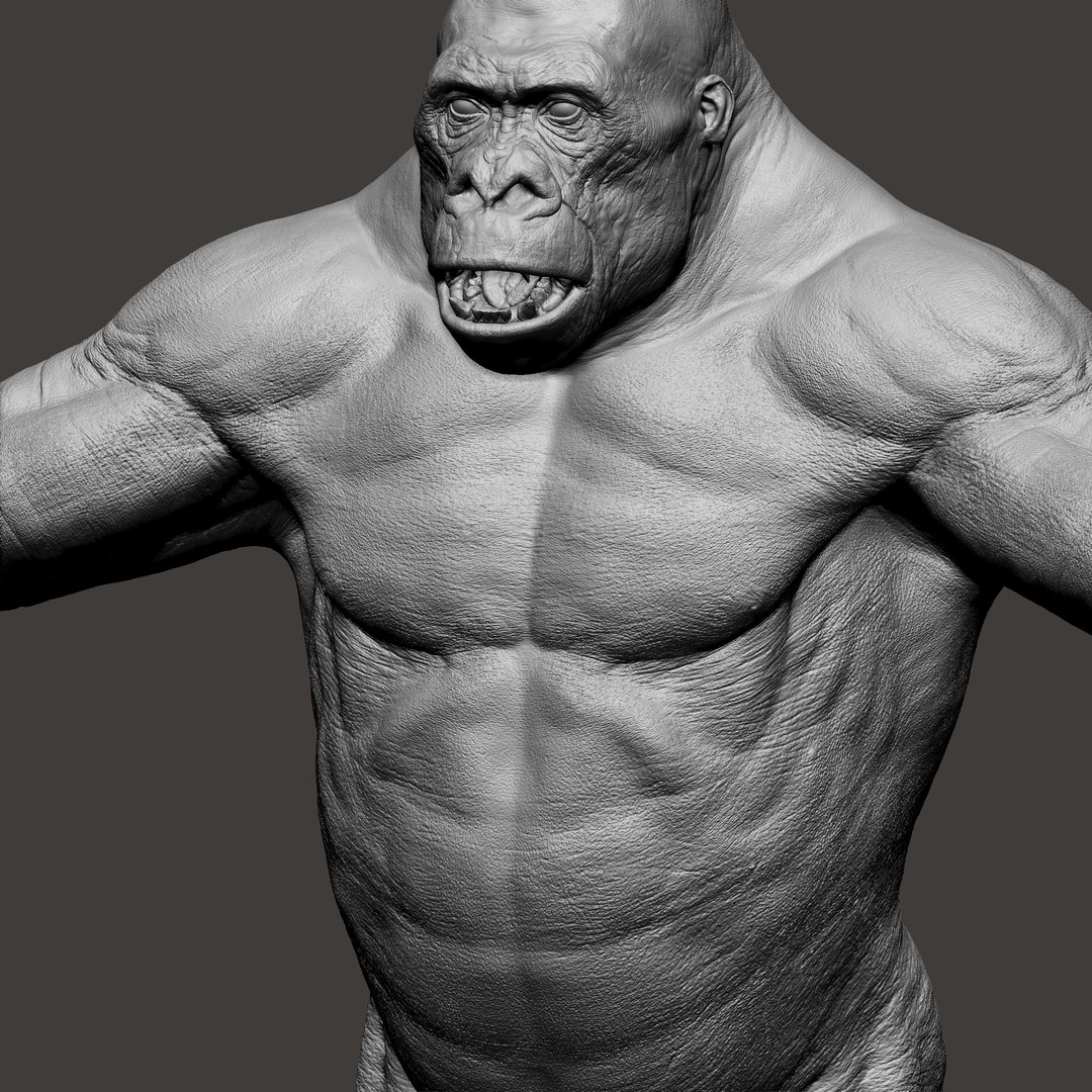 3D Gorilla Ultimate VFX Zbrush Sculpture digitale model https://p.turbosquid.com/ts-thumb/oI/zjPkEW/Jb/ava667/jpg/1636555789/1920x1080/fit_q87/9ea22d533ad92589e7958b90ce808c0b1e750e9a/ava667.jpg