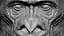 Gorilla Ultimate VFX Zbrush Sculpture digitale