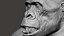 Gorilla Ultimate VFX Zbrush Sculpture digitale
