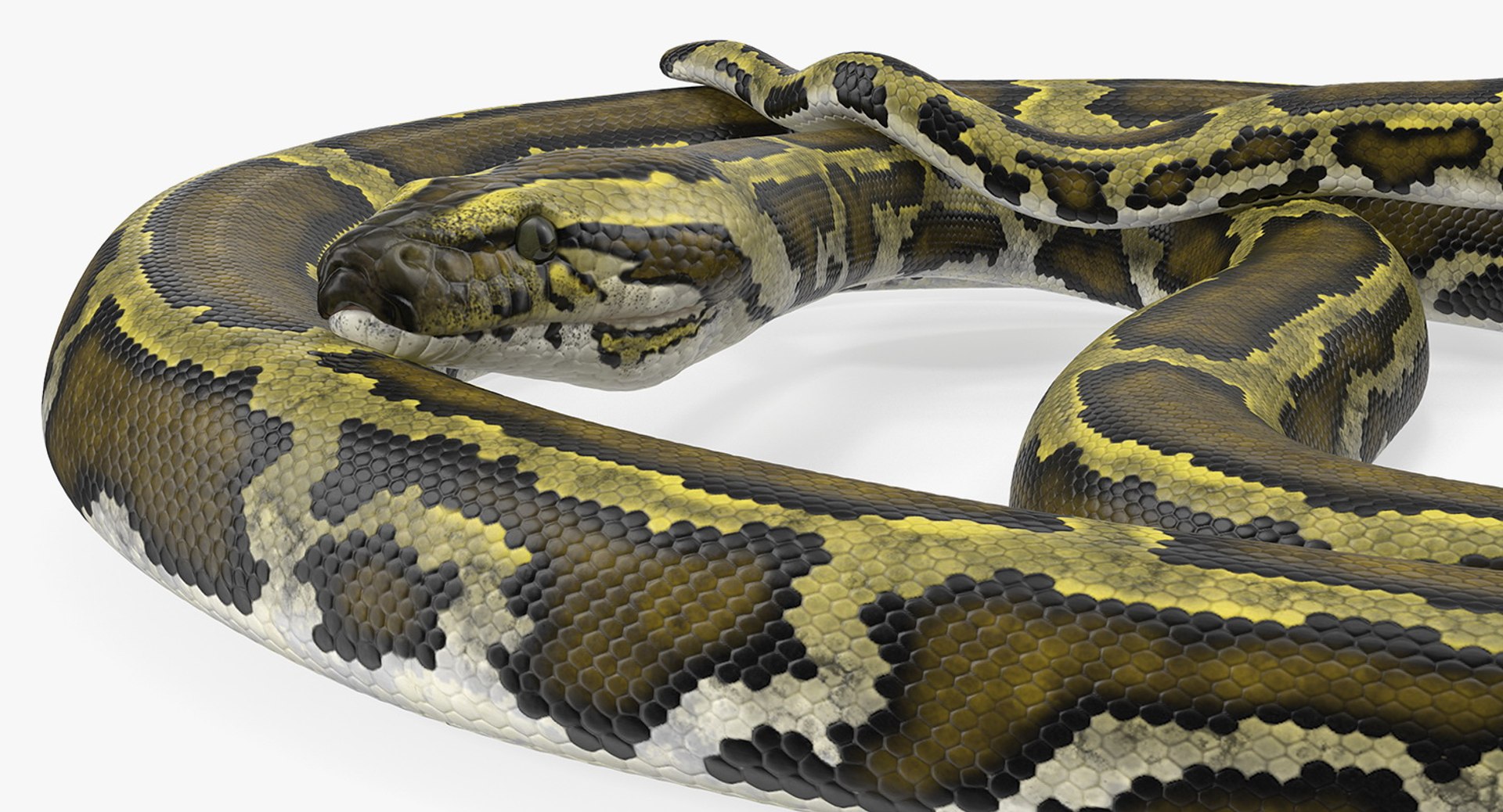 3D model green python snake rigged - TurboSquid 1417659