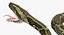 3D model green python snake rigged