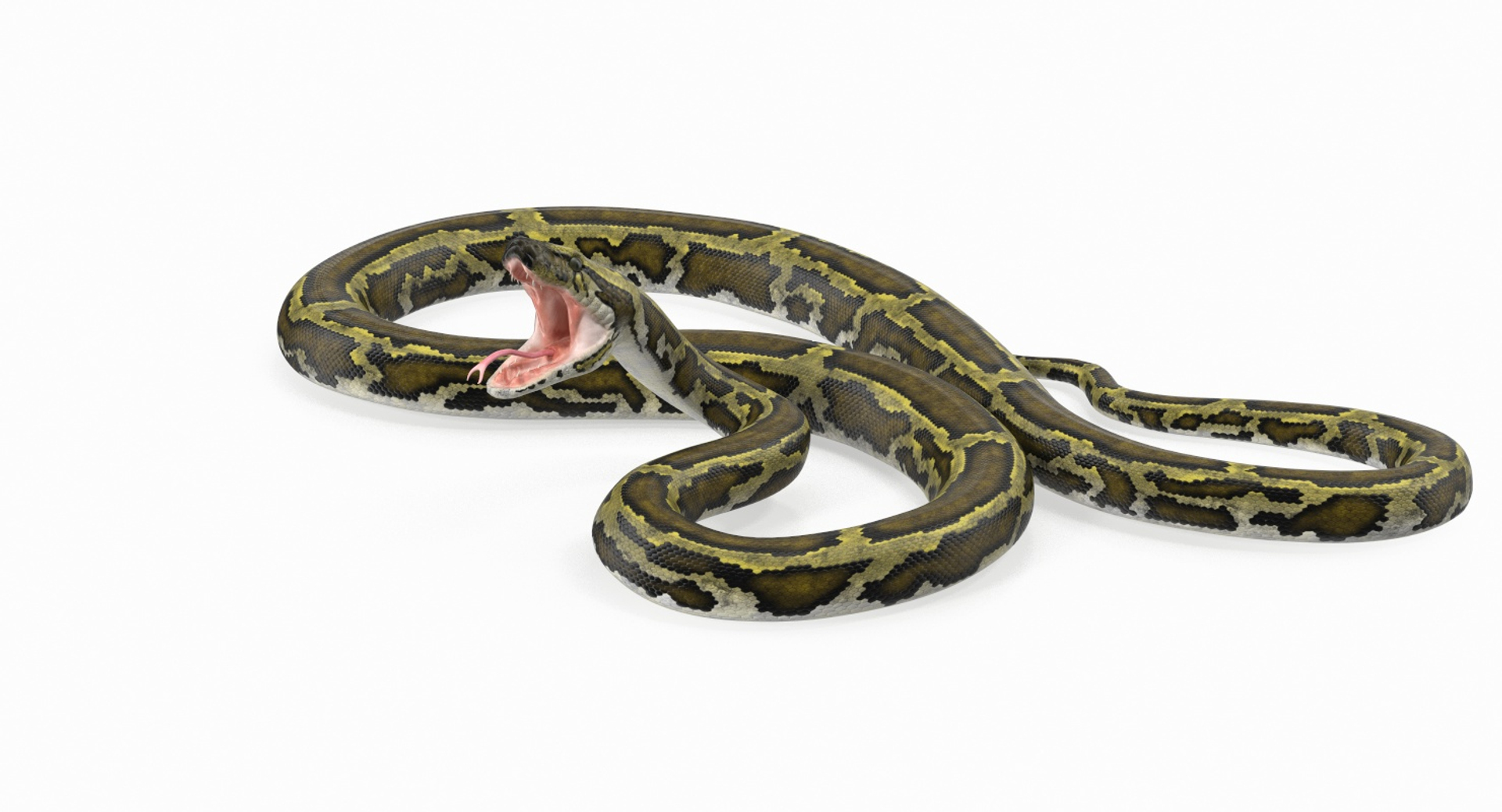 3D Model Green Python Snake Rigged - TurboSquid 1417659
