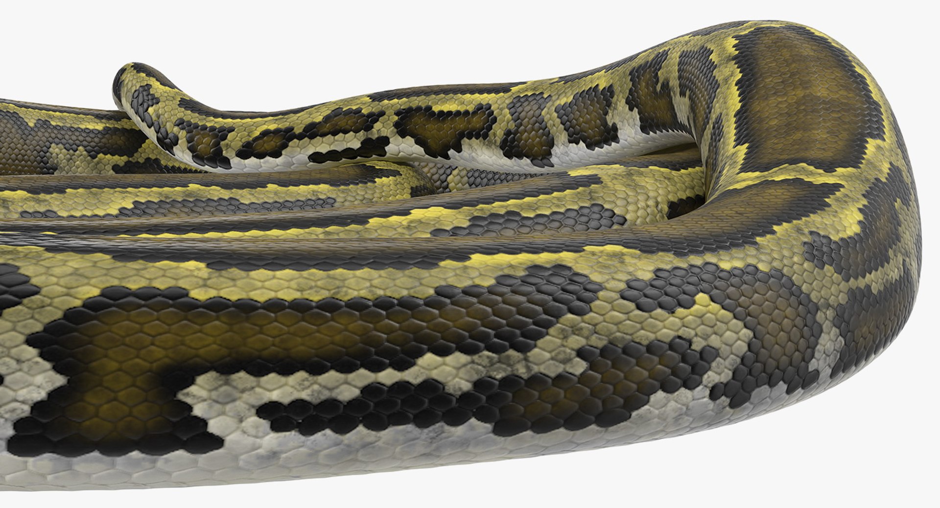 3D model green python snake rigged - TurboSquid 1417659
