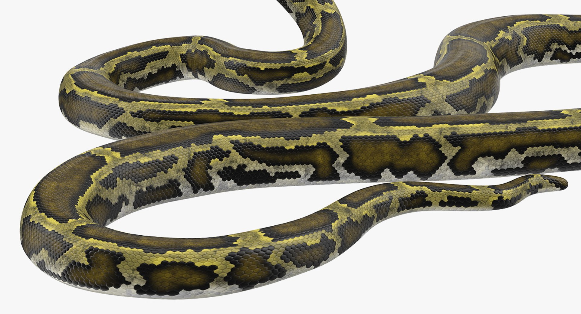 3D model green python snake rigged https://p.turbosquid.com/ts-thumb/oJ/2raT6i/VKx8ag7a/greenpythonsnakerigged3dsmodel019/jpg/1560788853/1920x1080/fit_q87/aff4c341457c675a8b431a3f875771d3bff0cff3/greenpythonsnakerigged3dsmodel019.jpg