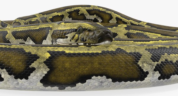 3D model green python snake rigged - TurboSquid 1417659