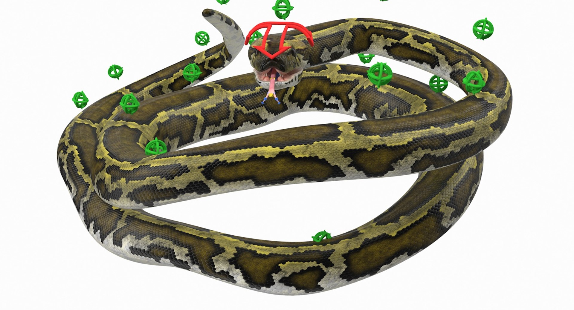 3D model green python snake rigged - TurboSquid 1417659