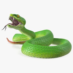 Viper Green Trimeresurus Rigged 3D model
