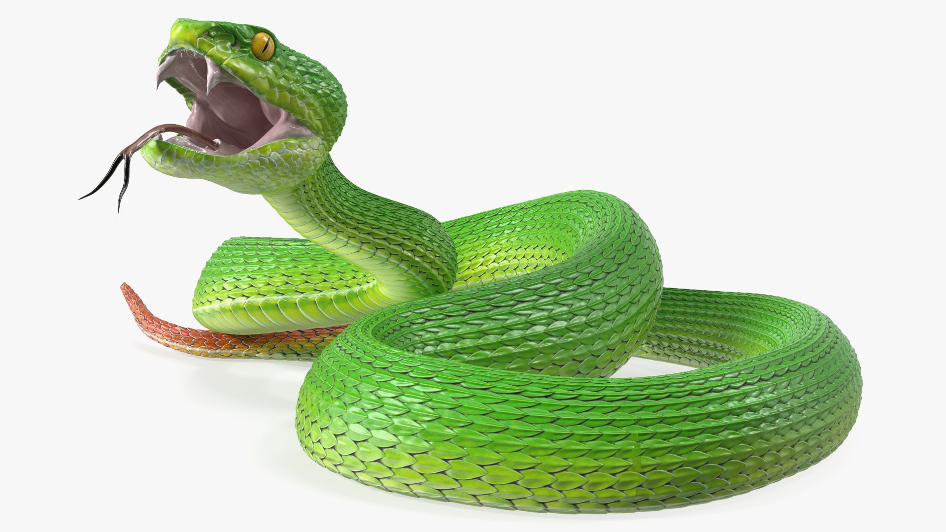 Viper Green Trimeresurus Rigged 3D model preview