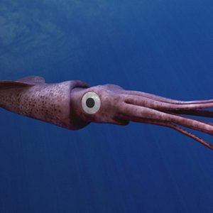 3dsmax squid