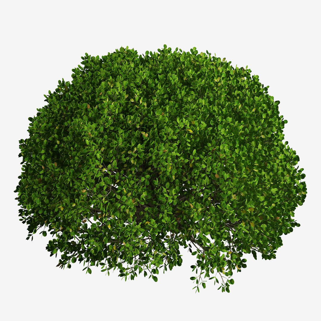 3D Set Of Boxood Or Buxus Shrub - 3 Shrubs Model - TurboSquid 1998514