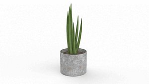 Snake Plant 3D