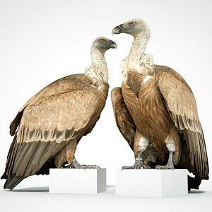 Gier Vulture Bird